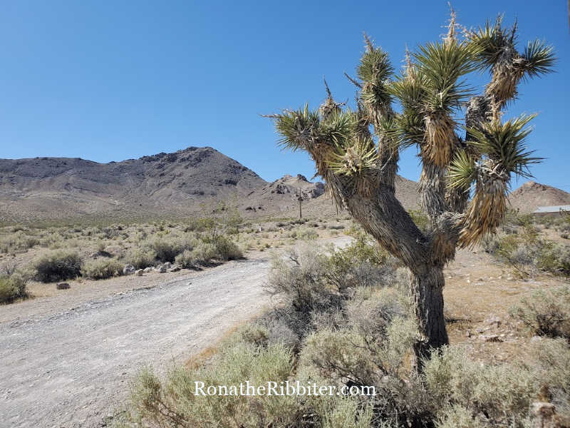 Joshua tree and mountain view on Quilters road trip in Nevada desert