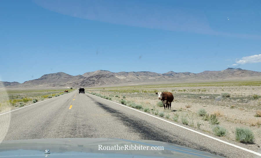 Free range cows on quilters road trip in nevada